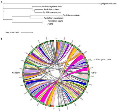 Genomic and Chemical Investigation of Bioactive Secondary Metabolites From a Marine-Derived Fungus Penicillium steckii P2648